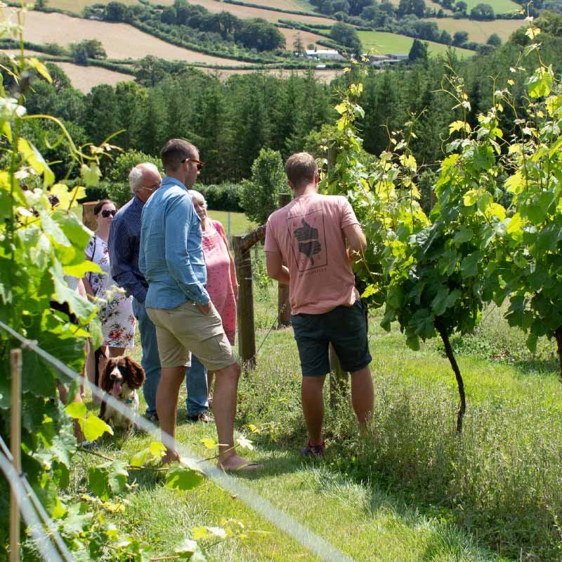 Visitors walking between green vineyard rows with hills beyond