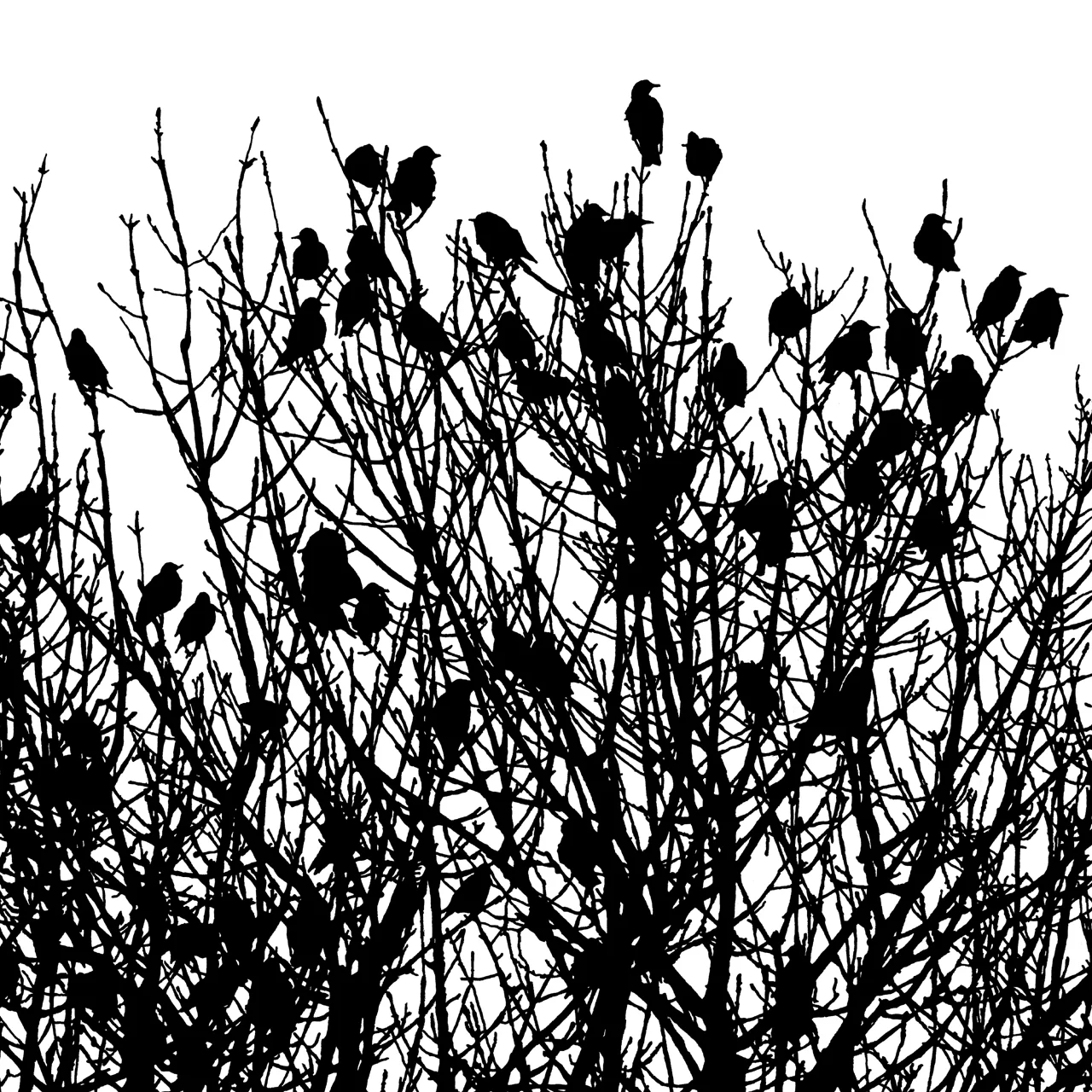 Black-and-white bird artwork by Emily Garnham Wright on Appledore Gallery’s official artist page