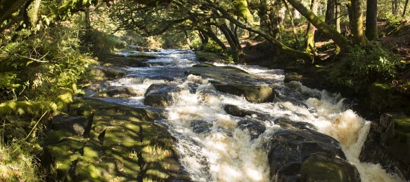 A small waterfall on the River Avon beneath trees near Shipley Bridge