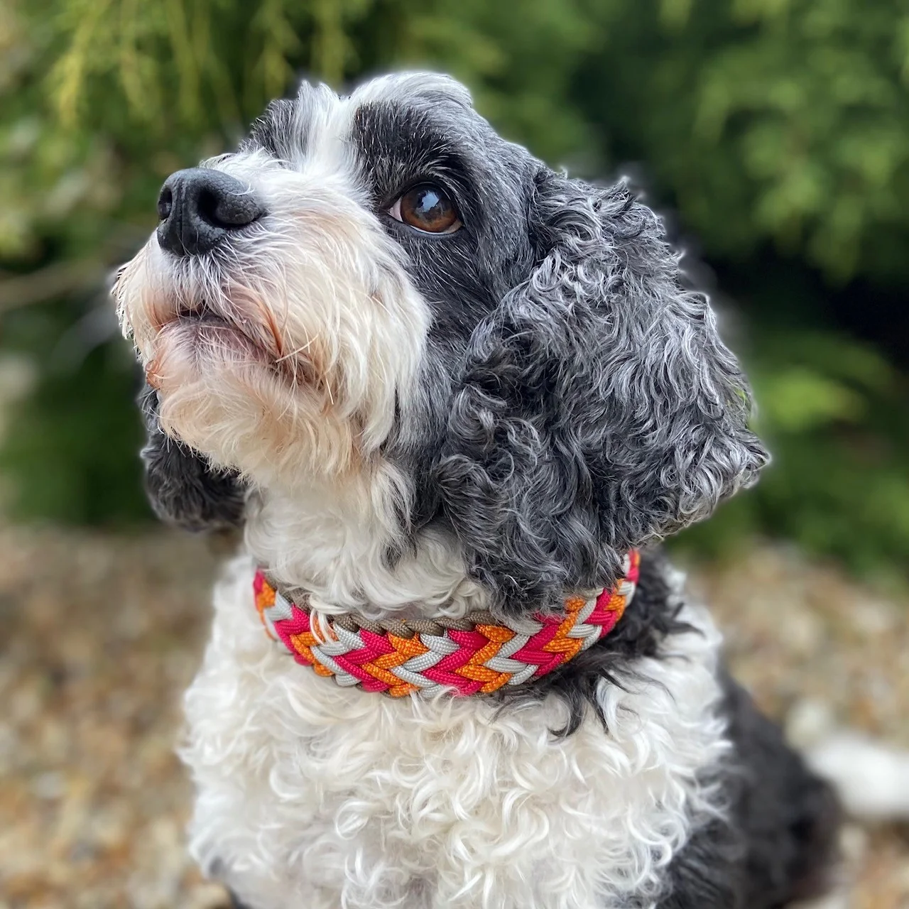A dog wearing a colourful braided Big Green Hound collar
