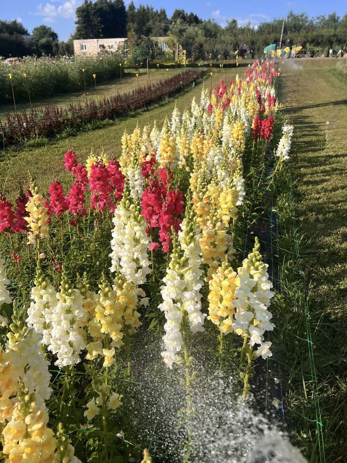Bright red, yellow and cream flowers in neat rows at Bloomin’ Lovely Flower Farm