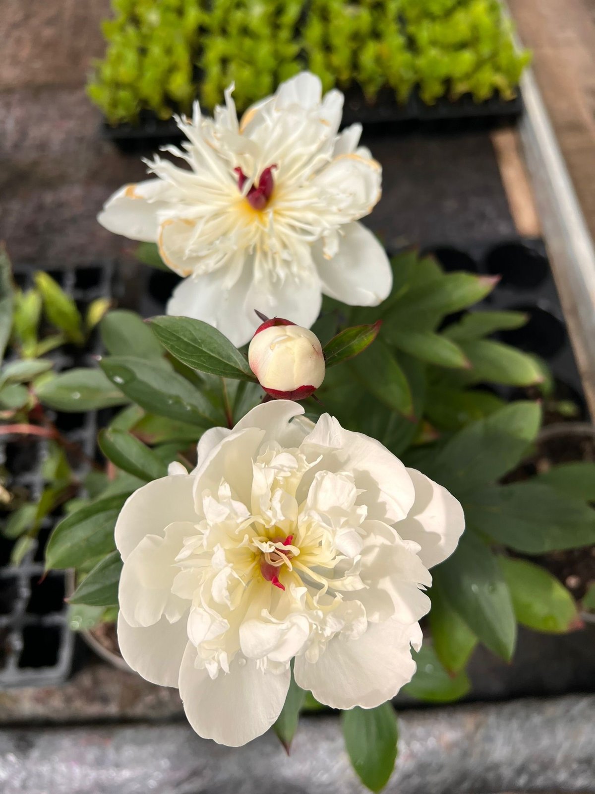 Cream flowers growing in a bed at Bloomin’ Lovely Flower Farm