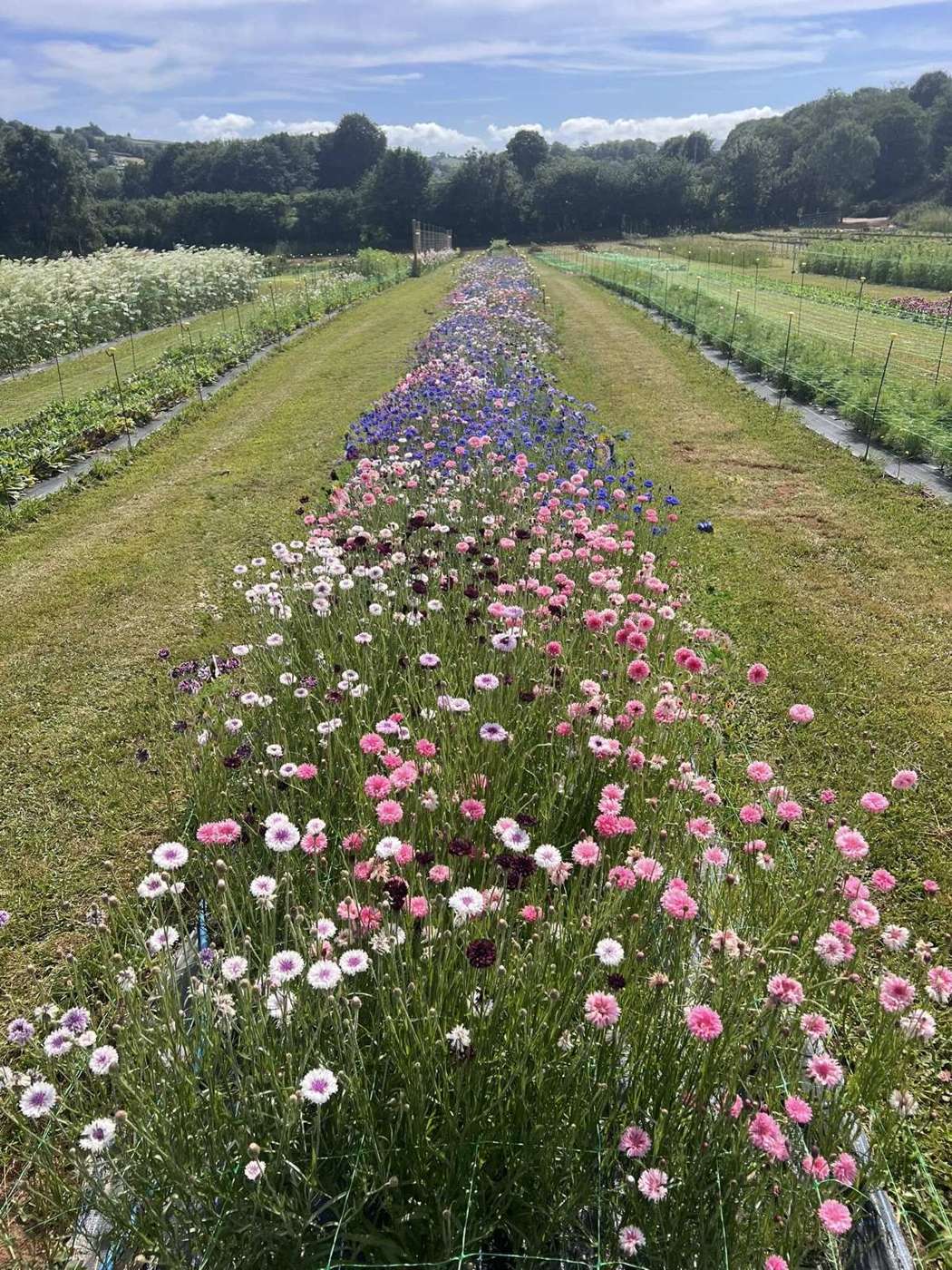 Rows of pink and white flowers growing at Bloomin’ Lovely Flower Farm