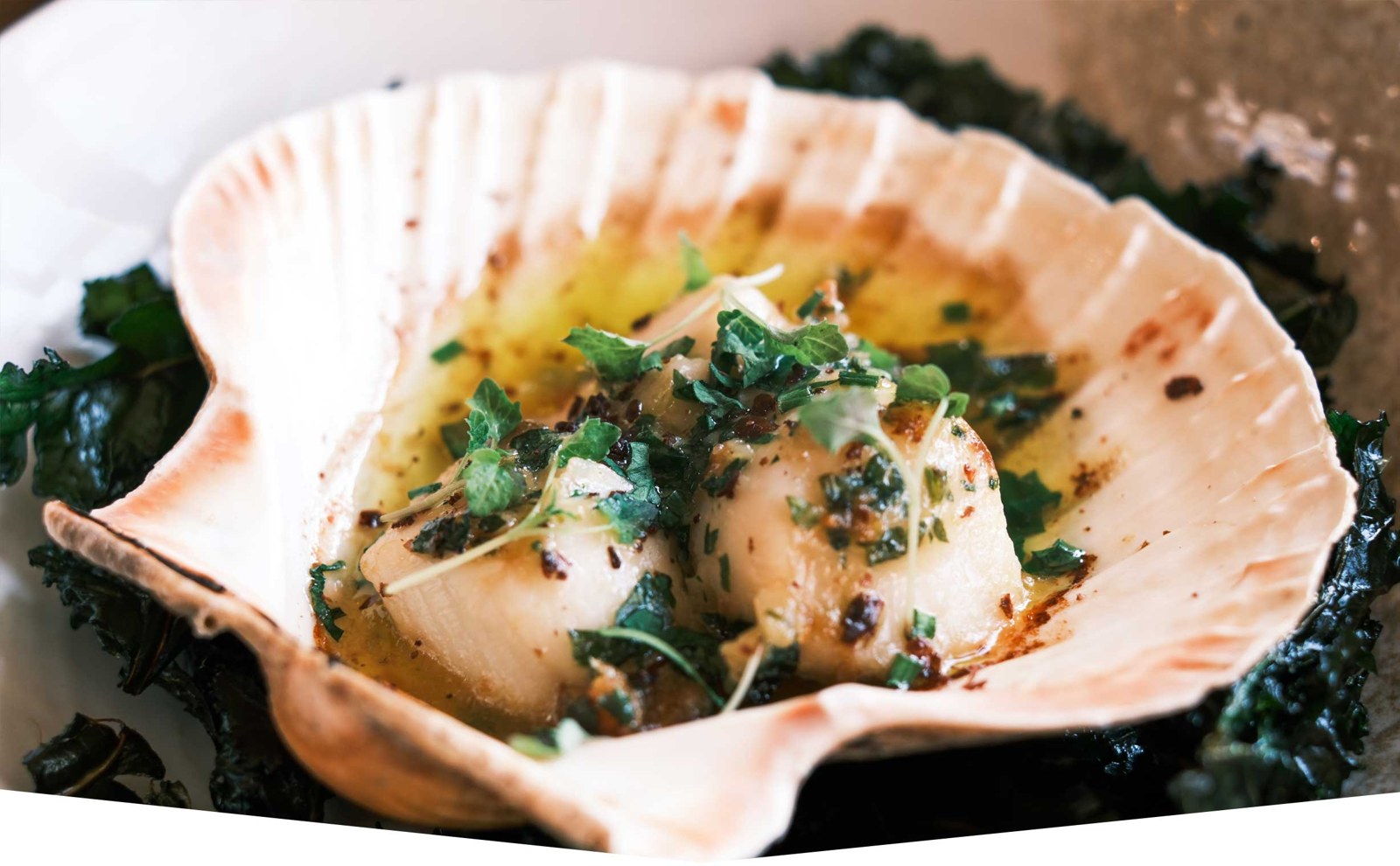 Scallops served in a shell with herbs at The Church House Inn