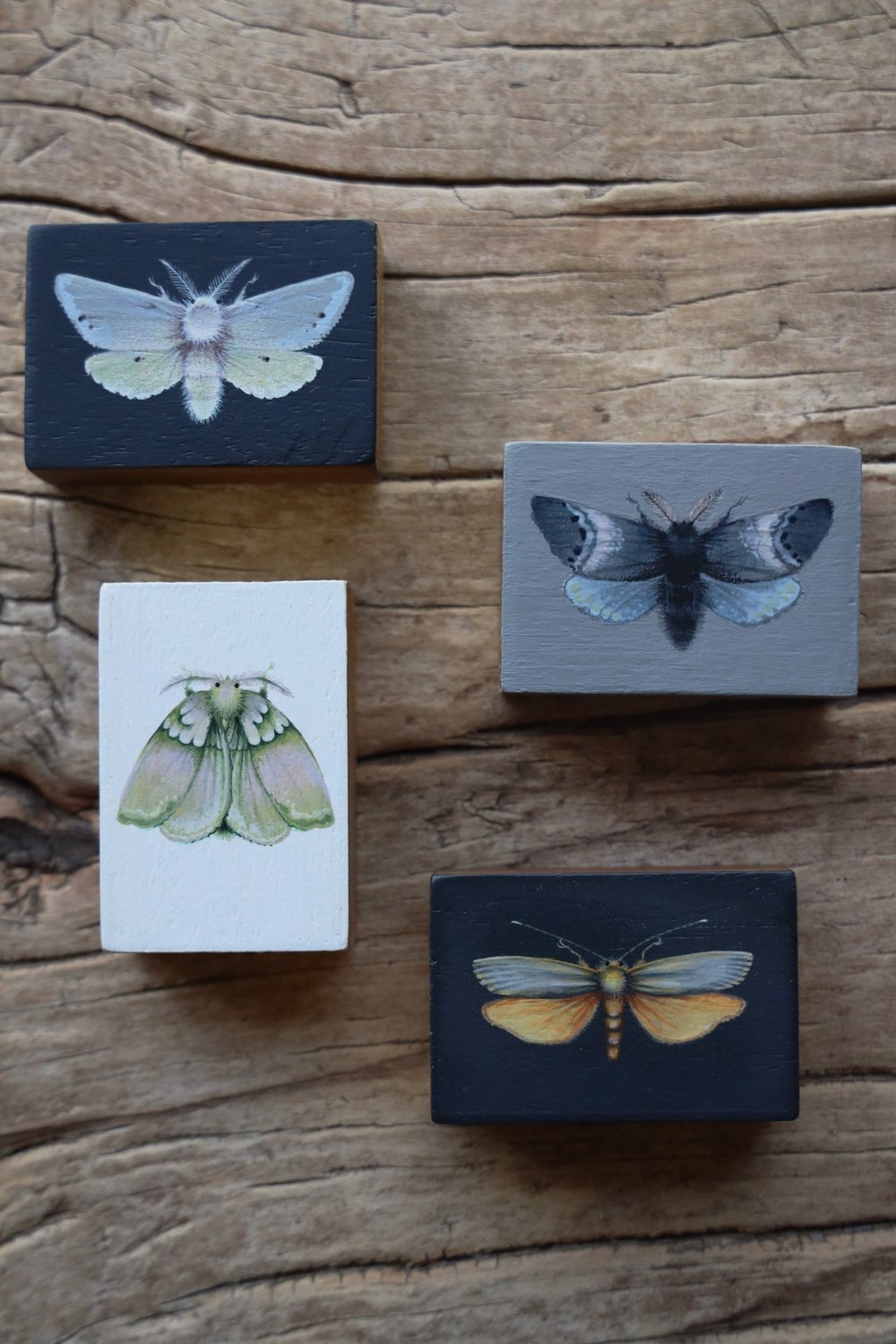 Miniature moth illustrations at Craftmongers