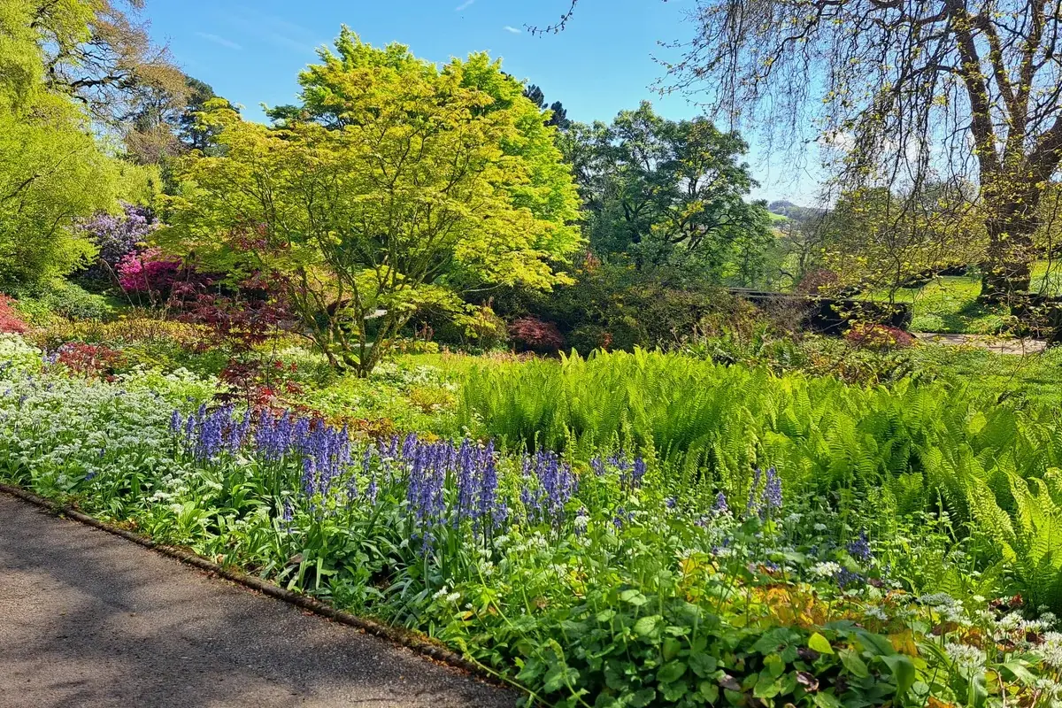 Bluebells and spring planting beside a garden path