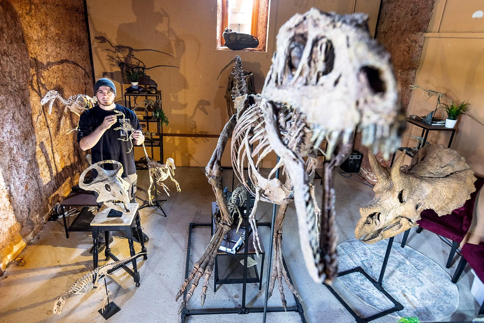 Large dinosaur skull reconstruction in the foreground of the studio