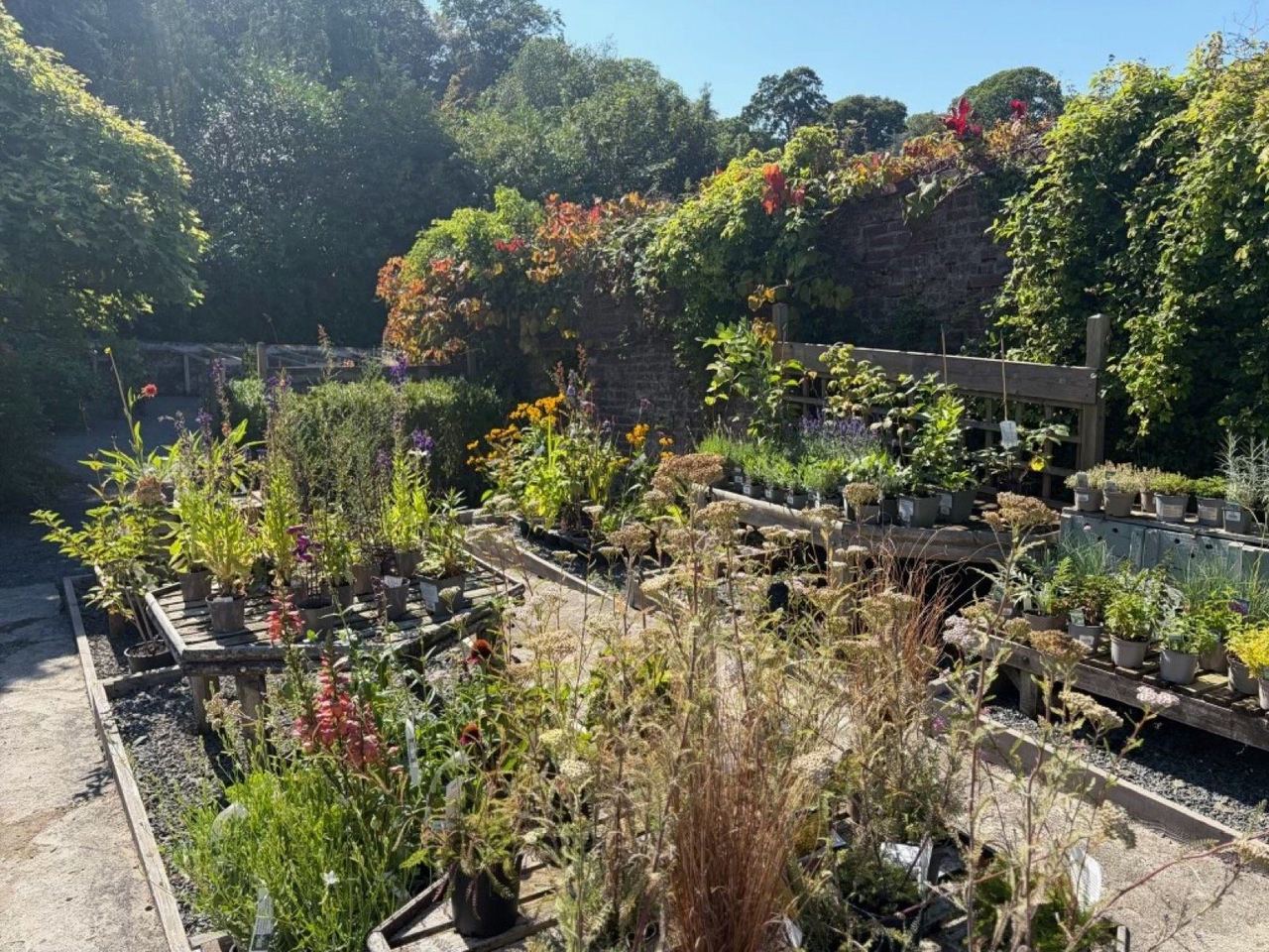 Plant displays beside a flower-covered historic garden wall