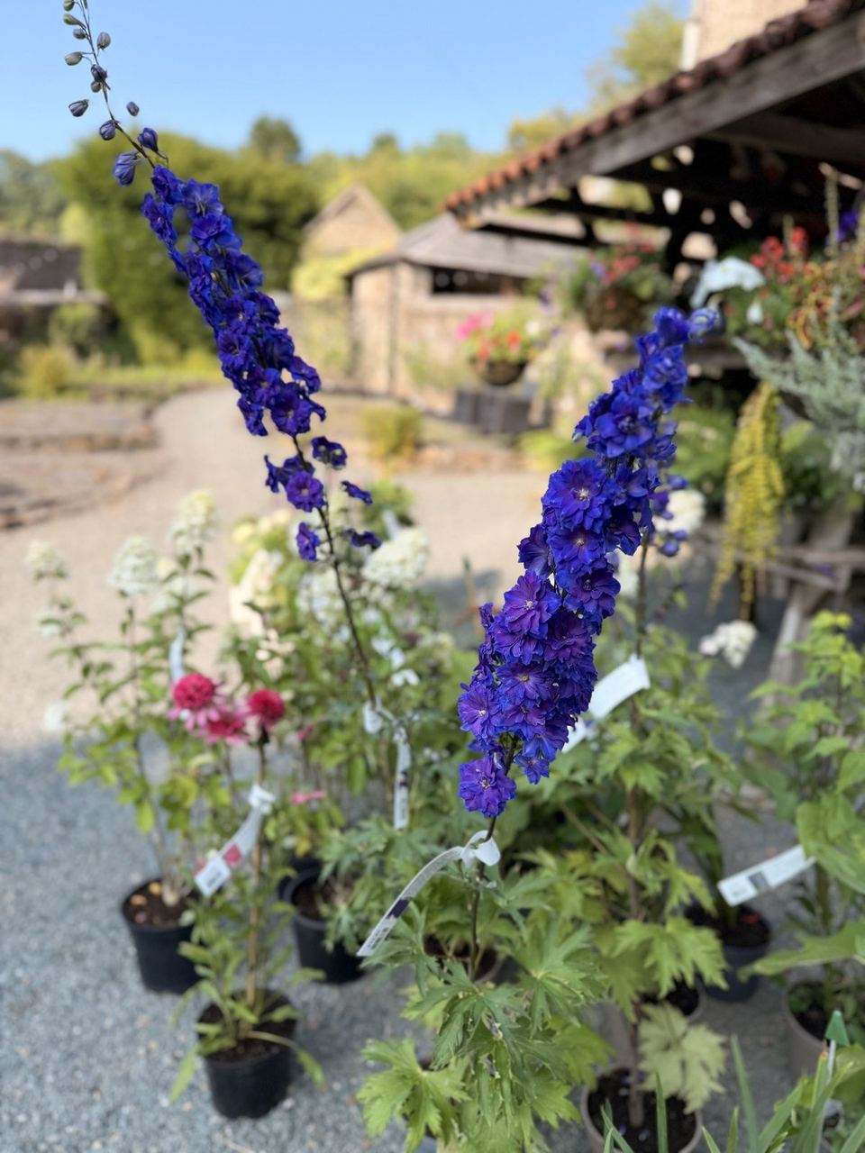 Purple flowers growing beside a path and garden building