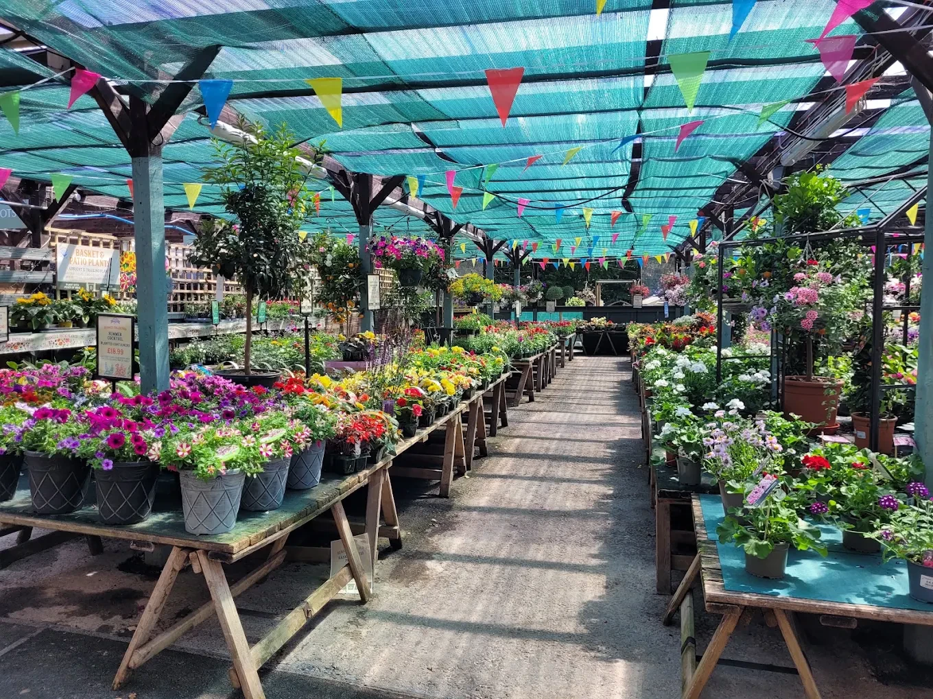 Colourful flowering plants beneath multicoloured bunting at Fermoy’s Garden Centre