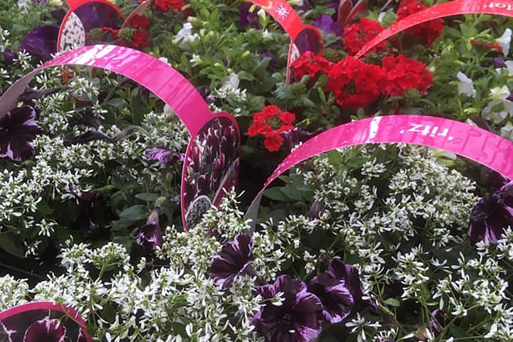 Pink-handled baskets filled with flowering plants at Fermoy’s