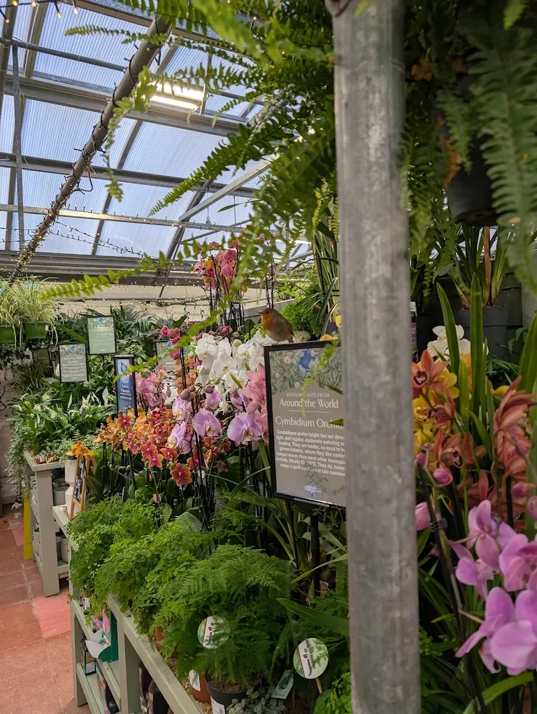 A robin perched among pink and white orchids and ferns at Fermoy’s Garden Centre