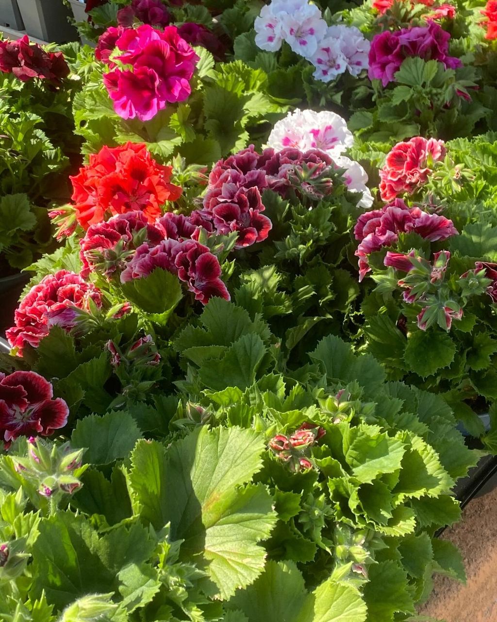 Colourful flowering plants at Flour Flower