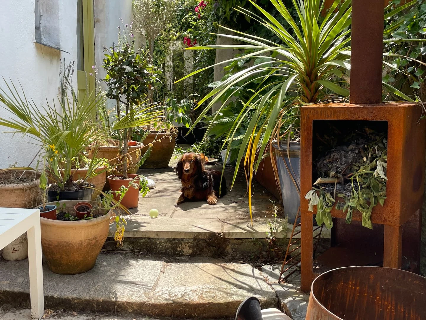 Potted plants beside an outdoor wood burner