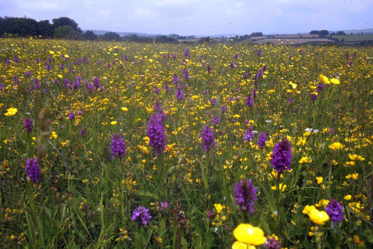 Purple orchids and yellow wildflowers in a meadow at Goren Farm