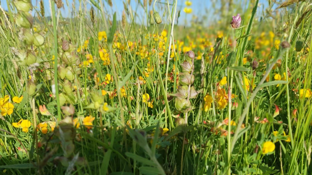 Yellow rattle and meadow grasses at Goren Farm