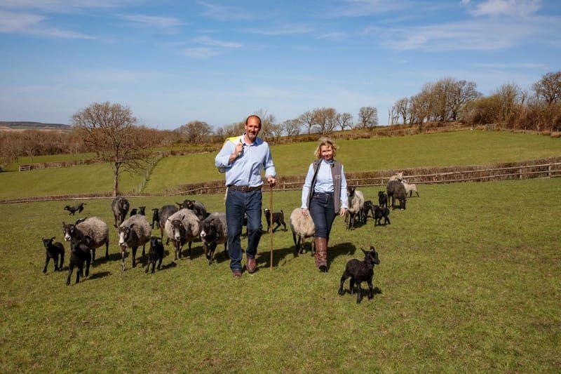 Gotland Gin founders standing with their sheep in a field