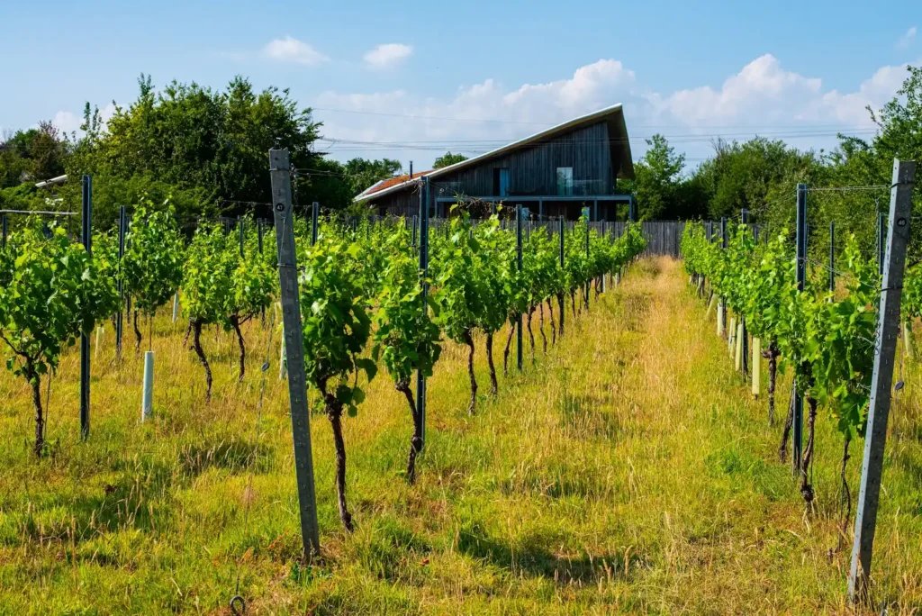 Rows of grape vines with the Heron Farm building beyond