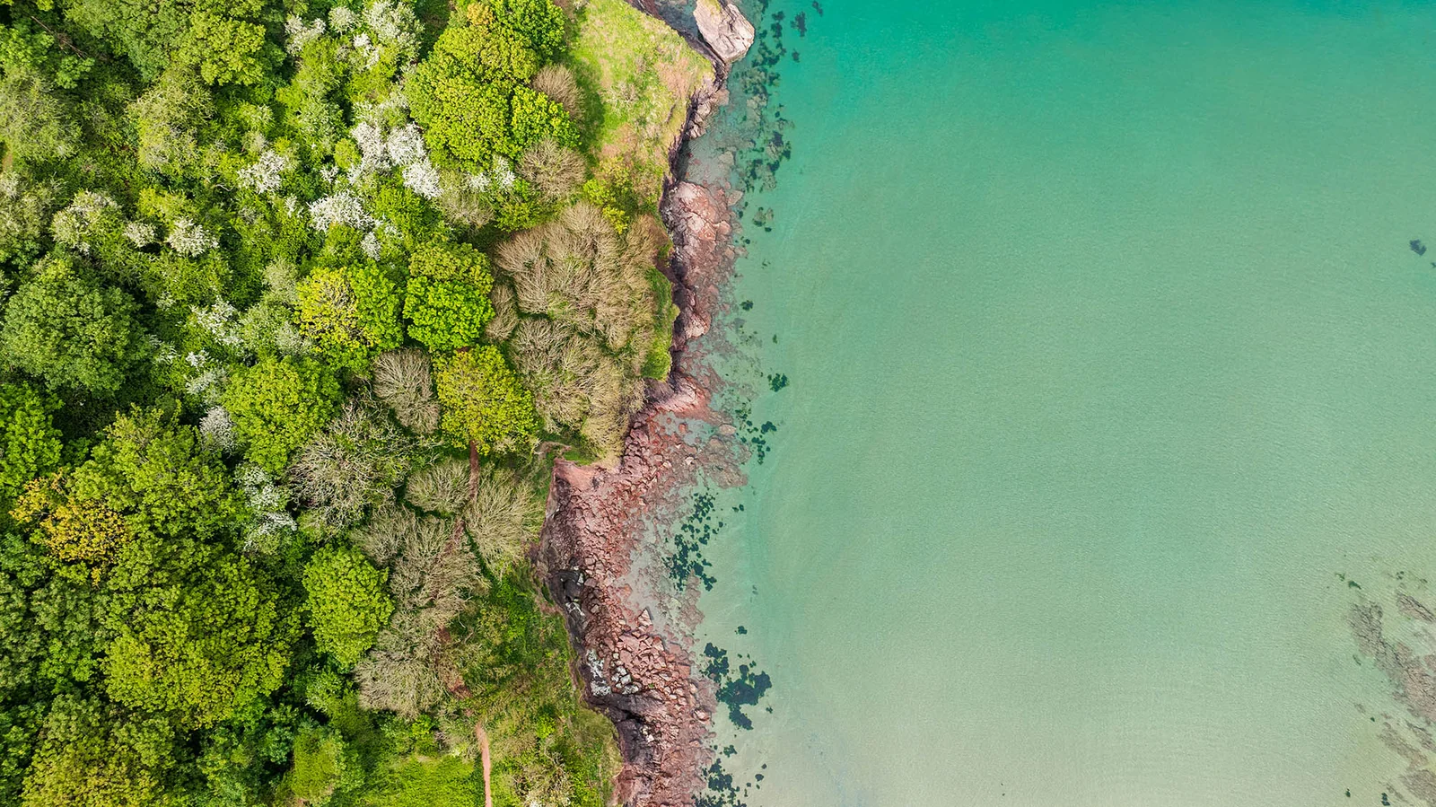 Aerial view of green trees beside clear turquoise coastal water