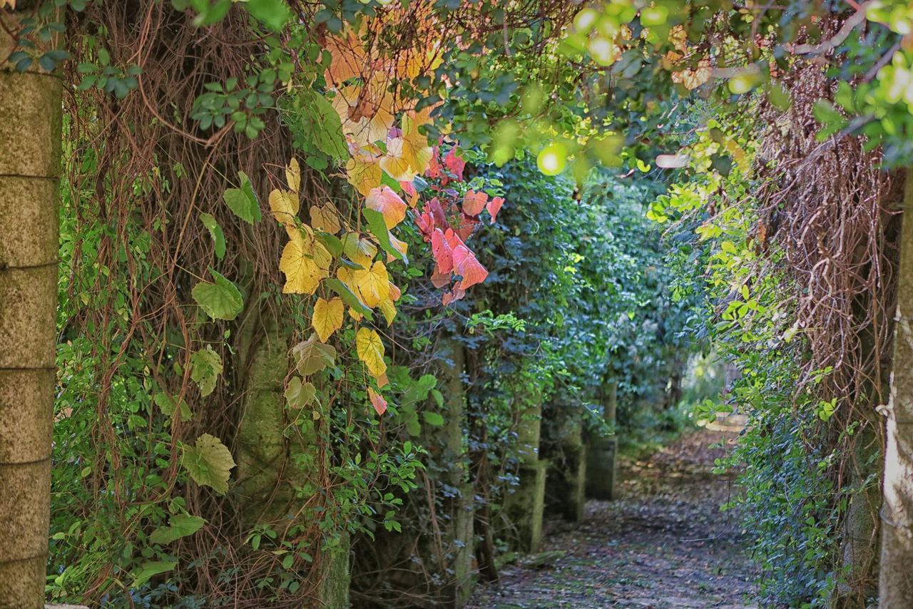 Leafy stone stairway in the Italian Garden at Great Ambrook