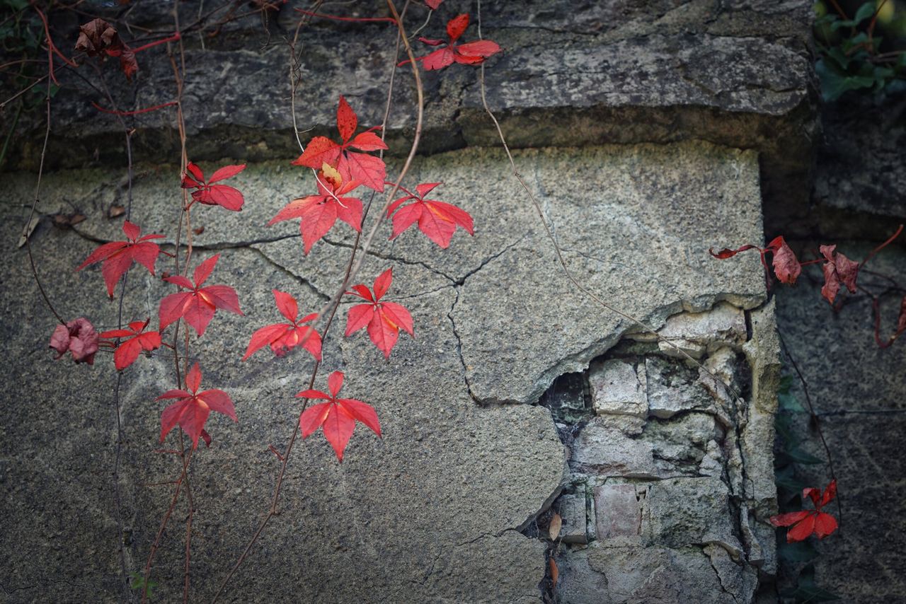 Red leaves against an old stone wall at Great Ambrook