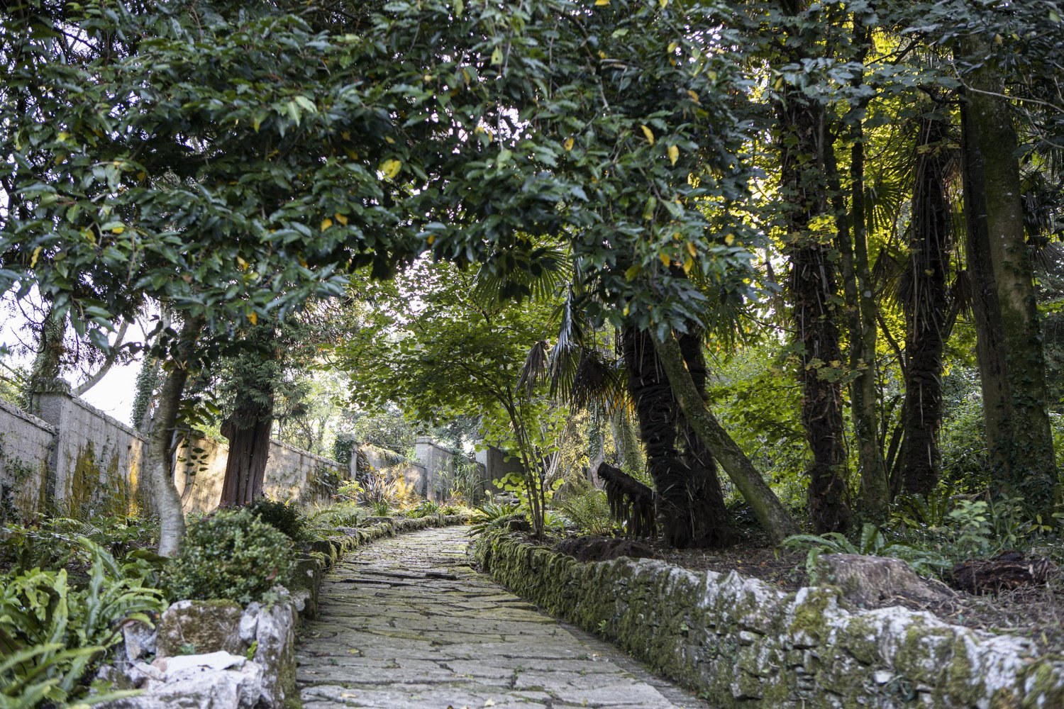 Garden path beside a stone wall and lush planting at Great Ambrook