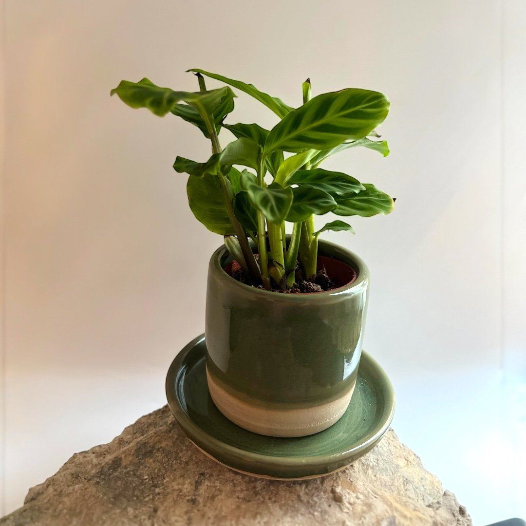 A leafy houseplant in a green handmade ceramic pot