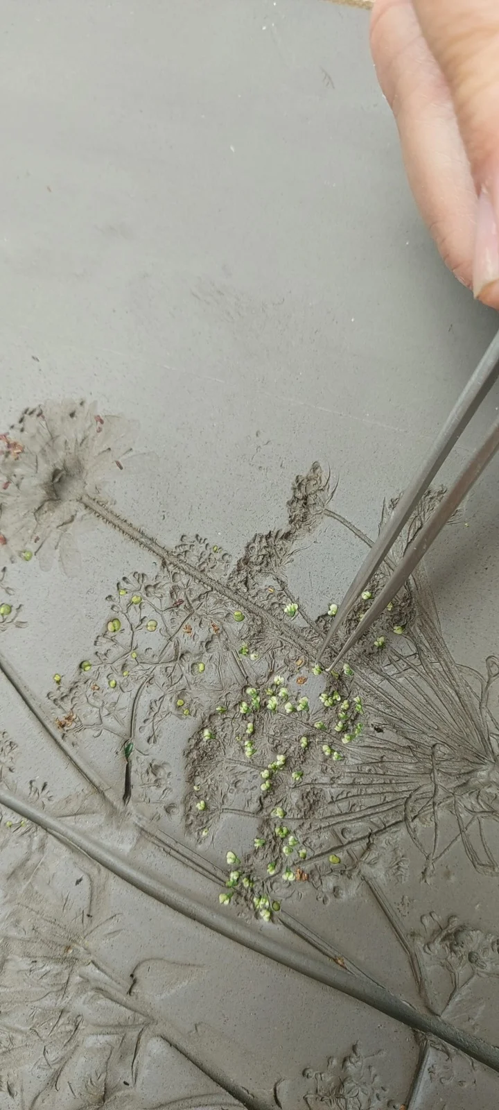 Hand removing plant material from an impression in clay
