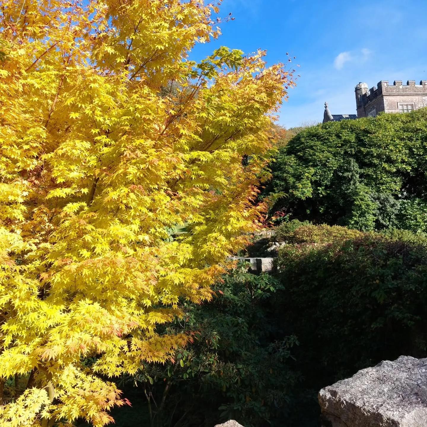 Golden autumn leaves beside a rocky garden stream at Lukesland