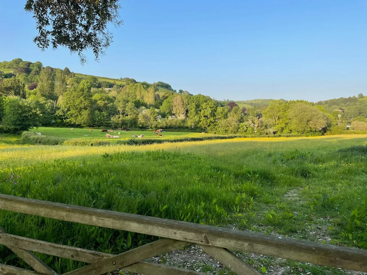 Green meadow and wooded hills beyond the orchard