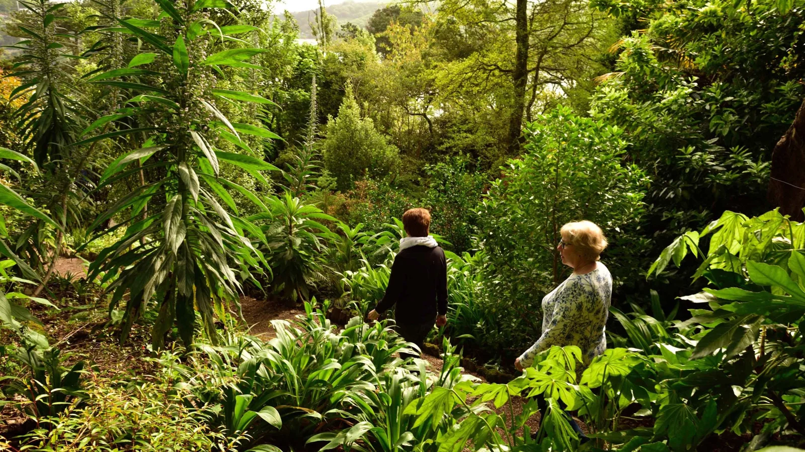 Visitors walking through dense green planting