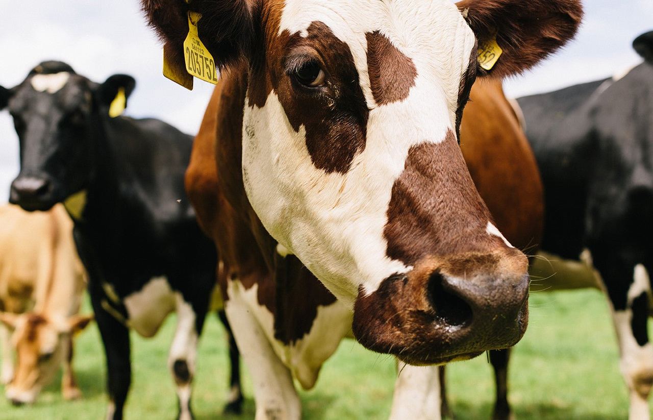 Cows in the pasture at Quicke’s farm