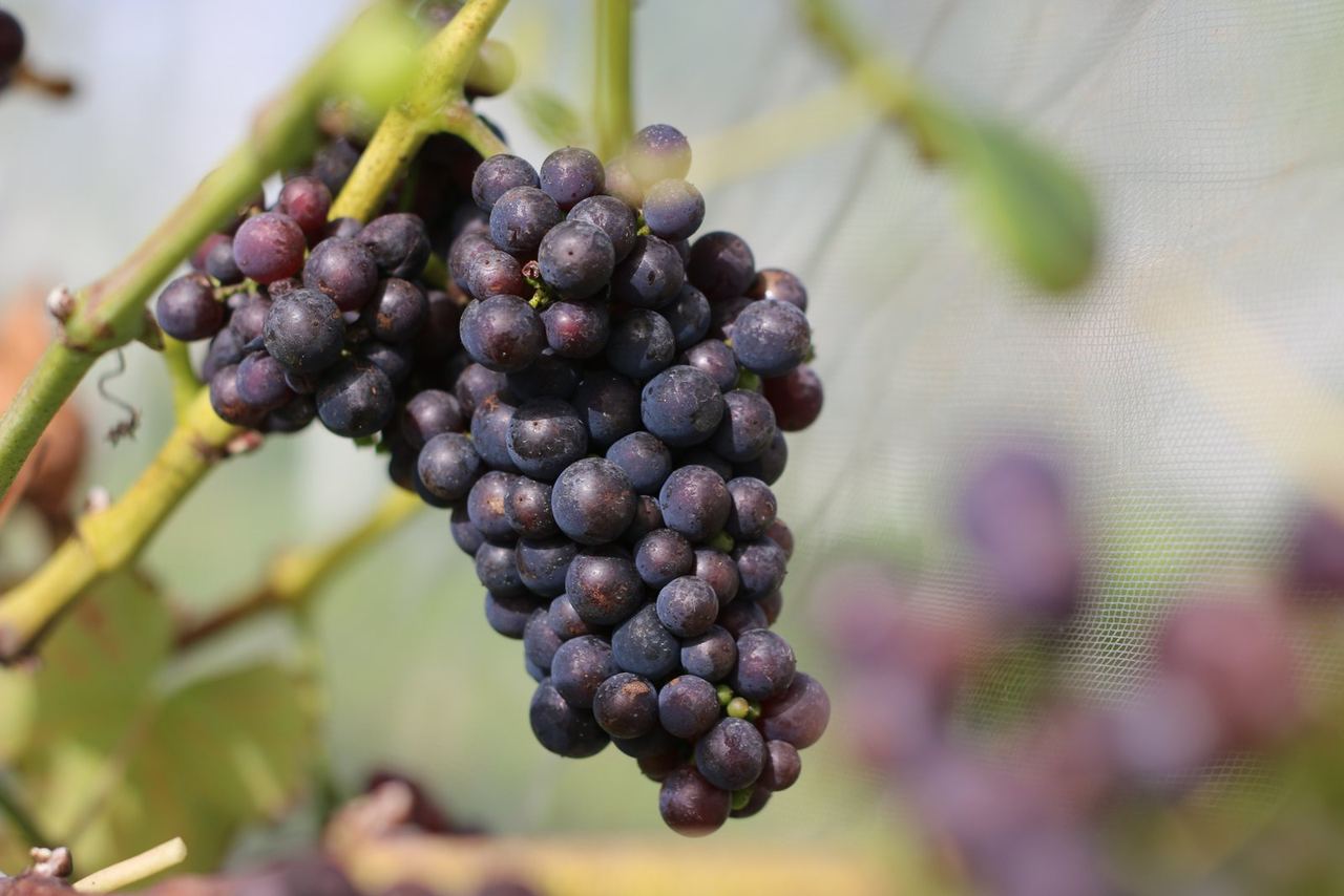 Dark grapes ripening at Quoit-at-Cross