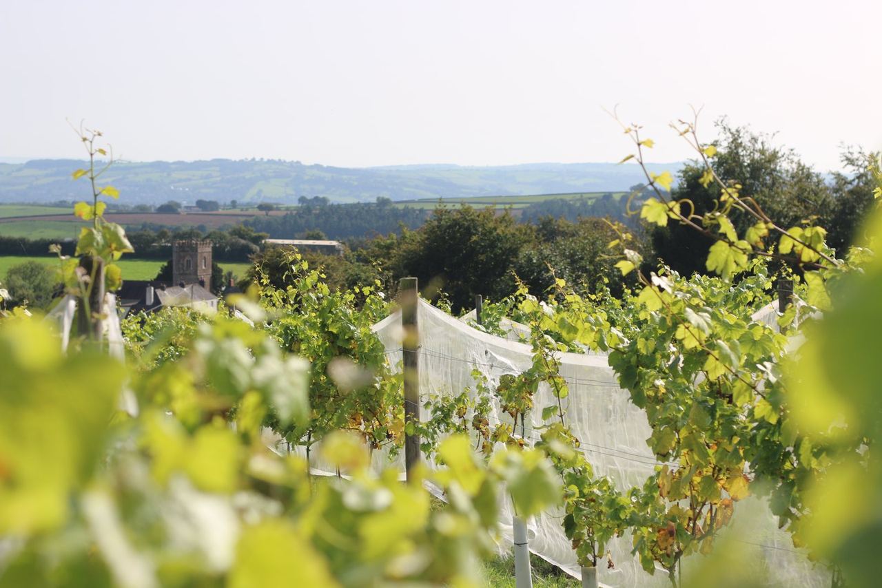 Vine rows with a wide view across the Exe Valley
