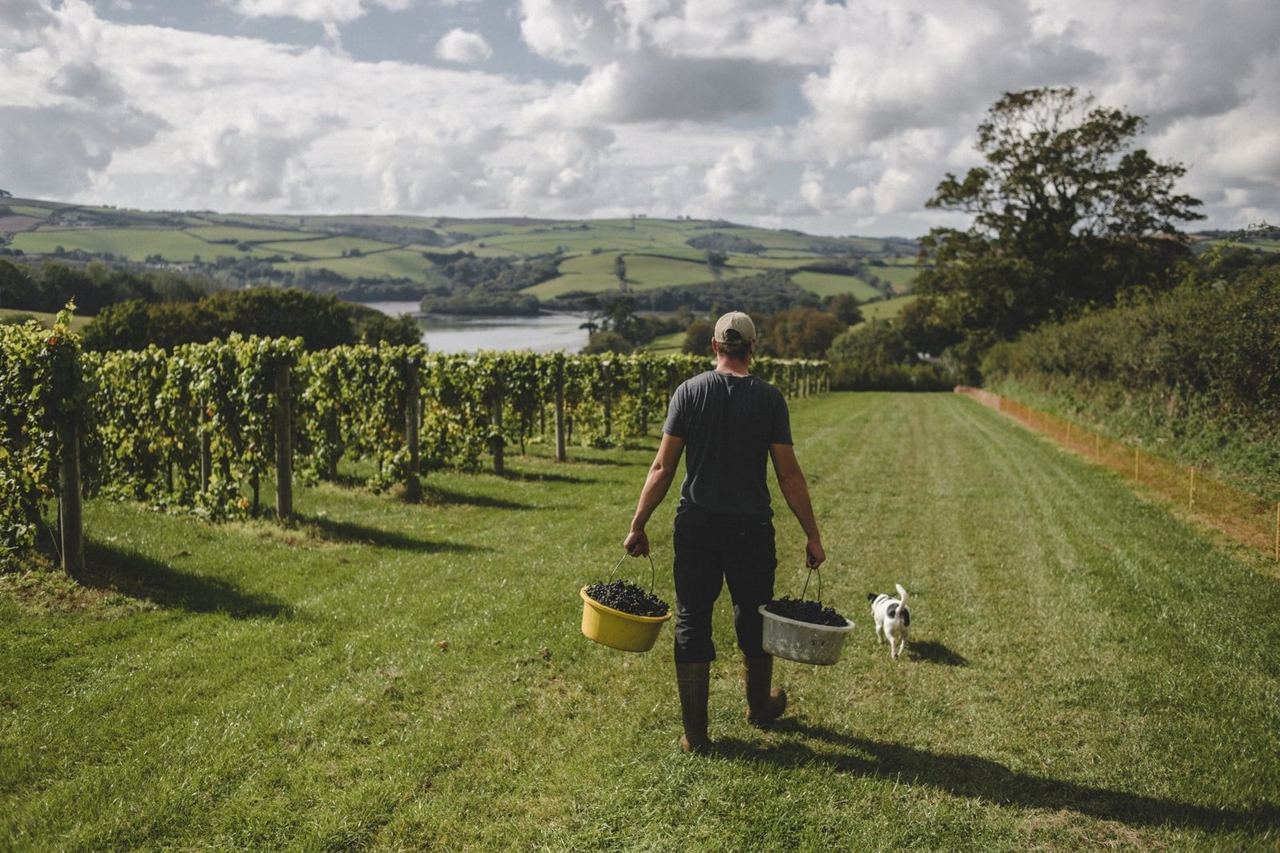 A person walking between the vines at Sandridge Barton