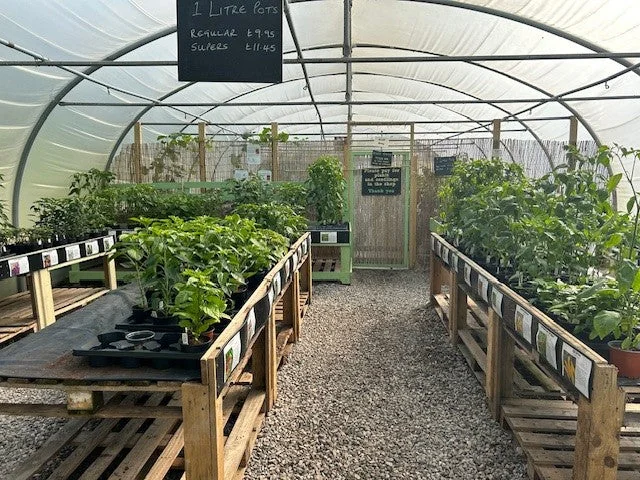 Rows of potted chilli plants in the South Devon Chilli Farm nursery tunnel