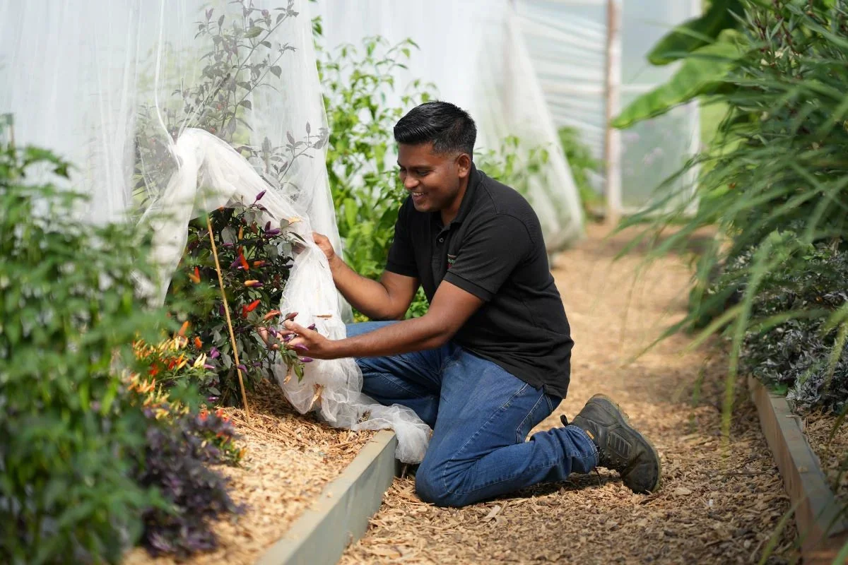 A grower tending a chilli plant in a polytunnel