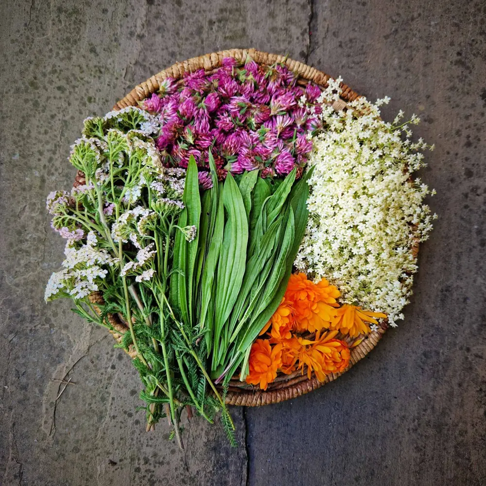 A colourful arrangement of leaves and flowers used in the brand’s botanical imagery