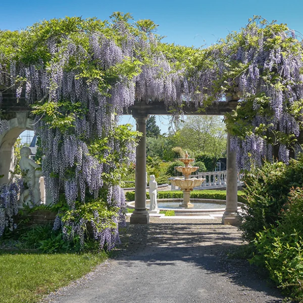 Wisteria draped over a garden pergola