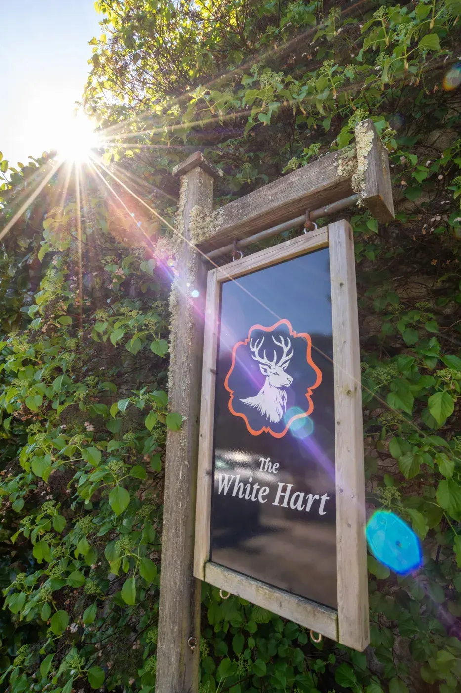 White Hart pub sign beneath climbing greenery